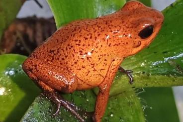 Poison dart frogs kaufen und verkaufen Photo: Oophaga Pumilio "bribri" im Raum Wien abzugeben