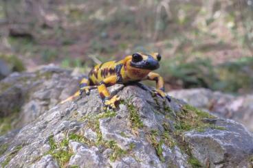 newts and salamanders kaufen und verkaufen Photo: Fragebogen Schwanzlurchen in der Zucht- hilfe