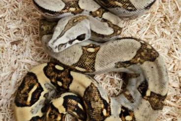Snakes kaufen und verkaufen Photo: Peruvian longtailed boa - Hamm in March 