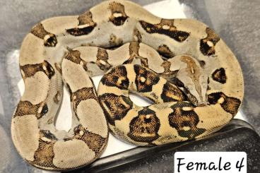 Schlangen kaufen und verkaufen Foto: Peruvian longtailed boas - Boa c. longicauda 