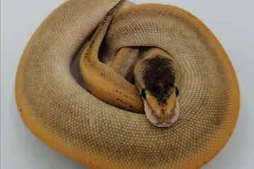 Ball Pythons kaufen und verkaufen Photo: Konigspythons aus eigener zucht 