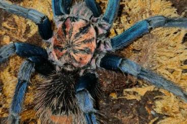 Vogelspinnen kaufen und verkaufen Foto: Verkaufe aus deutscher Nachzucht