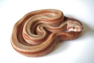 Schlangen kaufen und verkaufen Foto: Onyx Boa constrictor imperator