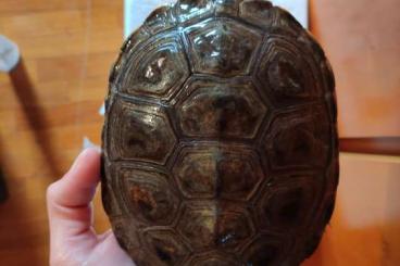 Schildkröten  kaufen und verkaufen Foto: 0.1 Malaclemys terrapin terrapin