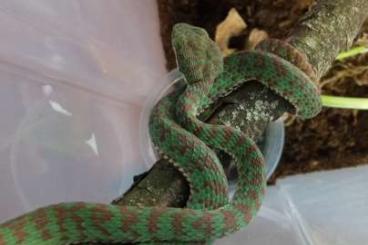 Giftschlangen kaufen und verkaufen Foto: Trimeresurus  yunnanensis, venustus