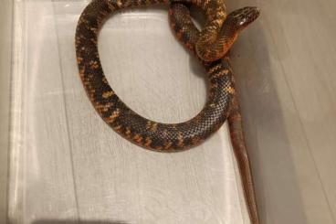 Venomous snakes kaufen und verkaufen Photo: Pseudechis colletti 1.0 cb20 