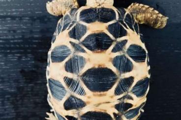 Landschildkröten kaufen und verkaufen Foto: Platynota geochelone tortoise 