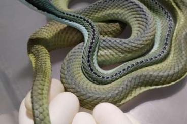 Snakes kaufen und verkaufen Photo: Looking for:  new Born 2023 hognose and cornsnake