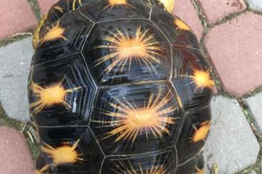 Tortoises kaufen und verkaufen Photo: Radiated tortoise for sale Tortoises kaufen und verkaufen Photo: Radiated tortoise for sale