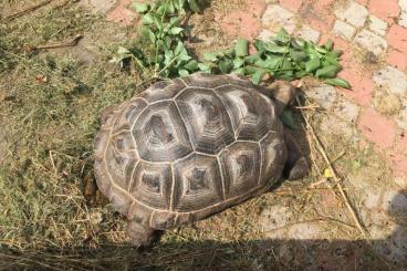 Landschildkröten kaufen und verkaufen Foto: Aldabrachelys gigantea/Aldabra tortoises for sale