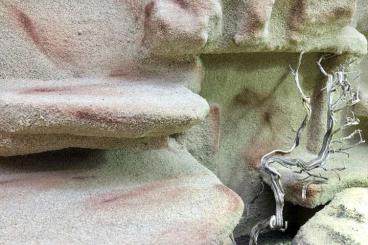 Bearded dragons kaufen und verkaufen Photo: 2x Terrarium Eigenbau mit Bartagamen abzugeben