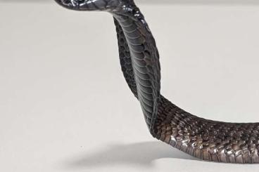 Venomous snakes kaufen und verkaufen Photo: Hobbyauflösung - Vipera, Naja Haje (legionis)