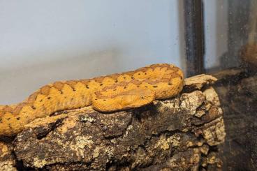 Venomous snakes kaufen und verkaufen Photo: Hobbyauflösung - Vipera, Trim/Crasp - p. regius