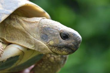 Landschildkröten kaufen und verkaufen Foto: Verkaufe Landschildkröten Testudo hermanni hermanni