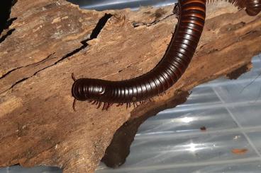 other Arthropoda kaufen und verkaufen Photo: Wunderschöne Archispirostreptus Gigas