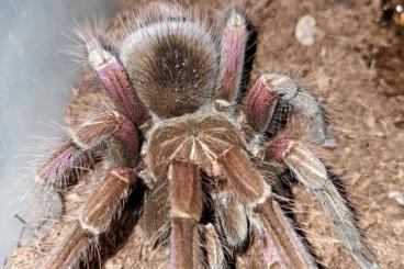 Spinnen und Skorpione kaufen und verkaufen Foto: Pamphobeteus sp Costa 1fh