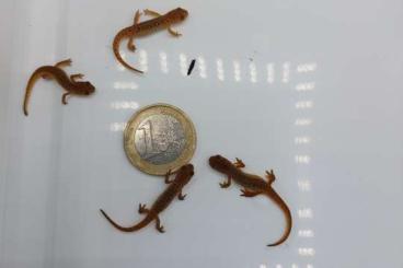 newts and salamanders kaufen und verkaufen Photo: Grünlicher Wassermolch Notophthalmus viridescens viridescens CB23