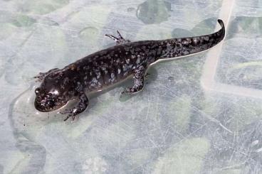 newts and salamanders kaufen und verkaufen Photo: Maulwurfsalamander Ambystoma talpoideum 