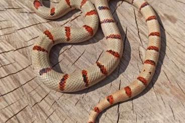 Snakes kaufen und verkaufen Photo: Lampropeltis leonis melanistic 2021
