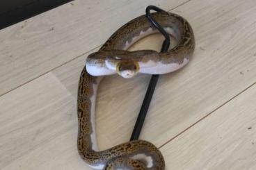 Snakes kaufen und verkaufen Photo: For sale / Zum verkauf - 1.0 Python reticulatus + 0.1 Naja naja