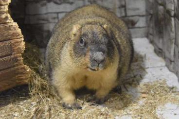 Exotic mammals kaufen und verkaufen Photo: Female Bobak Marmot for sale