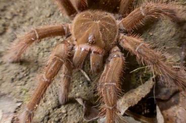 - bird spiders kaufen und verkaufen Photo: Biete 1.0 Theraphosa blondi 