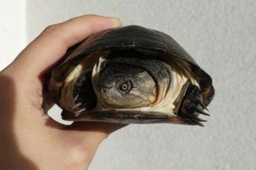 Turtles kaufen und verkaufen Photo: Emydura subglobosa, Pelomedusa subrufa, Pelusios castaneus
