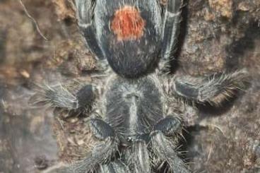 Spiders and Scorpions kaufen und verkaufen Photo: Hamm for sell or trade!!!