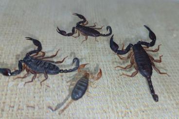 Scorpions kaufen und verkaufen Photo: Mesobuthus, Parabuthus, Euscorpius......