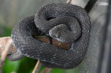 Venomous snakes kaufen und verkaufen Photo: Adult male A.squamigera ,Kongo,CB 2018