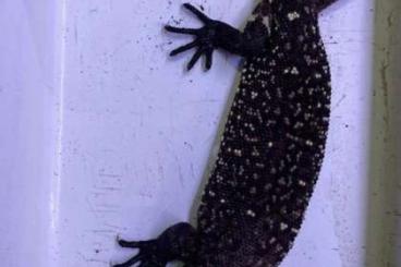 Lizards kaufen und verkaufen Photo: Houten last call Heloderma, Pardalis, Viridis, Leachianus, Nephrurus