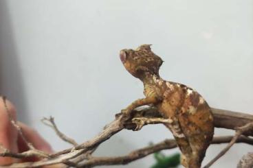 Geckos kaufen und verkaufen Foto: Biete Phelsuma und andere Geckos