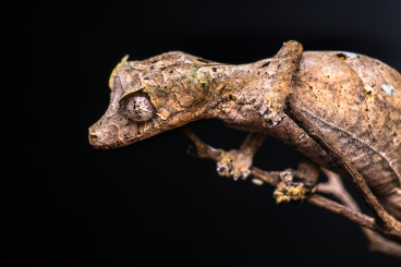 Geckos kaufen und verkaufen Foto: Uroplatus phantasticus zur Abgabe 