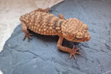 Geckos kaufen und verkaufen Foto: 2.1 Nephrurus Amyae .....