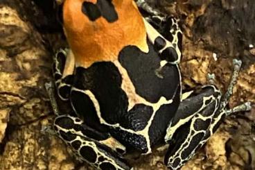 Poison dart frogs kaufen und verkaufen Photo: Breeding group Ranitomeya fantastica Monte cristo