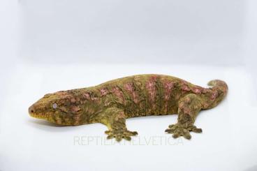 Lizards kaufen und verkaufen Photo: R. Leachianus / A. Trachygaster 