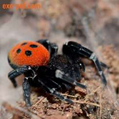 Spinnen und Skorpione kaufen und verkaufen Foto: Wir suchen Slings, juvenile, adulte Tier