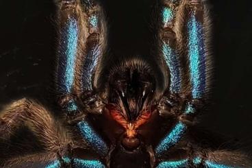 Spiders and Scorpions kaufen und verkaufen Photo: www.exo-pet.de - Mehr als nur ein Onlineshop!