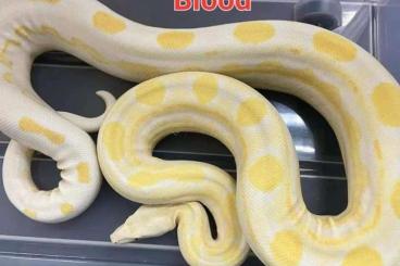 Boas kaufen und verkaufen Photo: Gebe ein wunderschönes Albino Motley 100 % het Blood Männchen ab