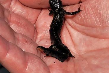 Schwanzlurche kaufen und verkaufen Foto: Bergmolche , Triturus alpestris, abzugeben Schwanzlurche kaufen und verkaufen Foto: Bergmolche , Triturus alpestris, abzugeben