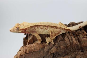 Geckos kaufen und verkaufen Foto: Kronengeckos für Hamm zur Abgabe