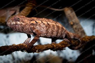 Chamäleons kaufen und verkaufen Foto: Pantherchamäleon Furcifer Pardalis Ambilobe Weibchen Panterchamaeleon 