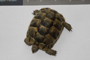 Tortoises kaufen und verkaufen Photo: Testudo graeca Männchen sucht neues Zuhause