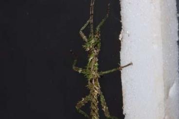 Insects kaufen und verkaufen Photo: Biete Jungtiere von aretaon sp. Mulu