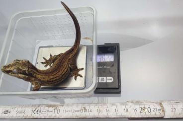 Geckos kaufen und verkaufen Foto: 1.2.2 (?) Rhacodactylus auriculatus ENZ White Striped