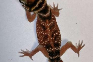 Lizards kaufen und verkaufen Photo: Brachylophus fasciatus female, Nephrurus sp.