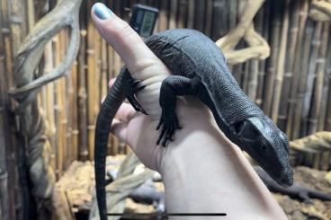 Monitor lizards kaufen und verkaufen Photo: 6.7 varanus salvator komaini (black dragon) CB 2022