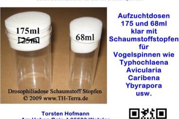 Spinnen und Skorpione kaufen und verkaufen Foto: THTerra Klare Aufzuchtdosen mit Schaumstoffstopfen