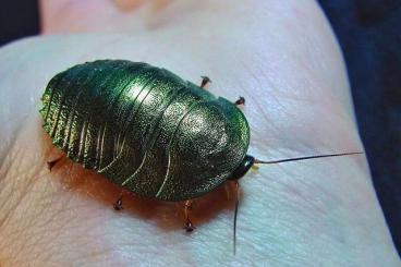 Insekten kaufen und verkaufen Foto: Pseudoglomeris magnifica cockroach