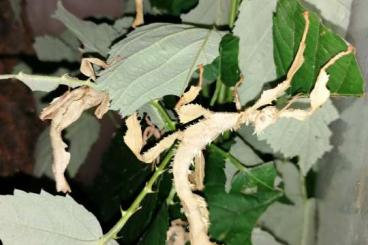 Insects kaufen und verkaufen Photo: Australische Gespenstschrecke 